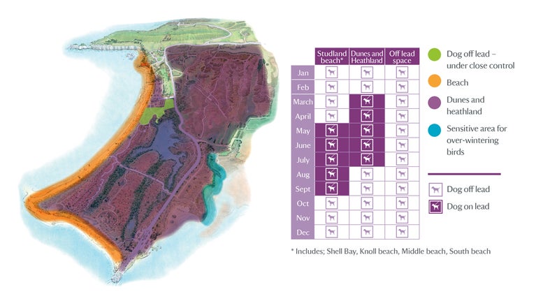 Illustrated map of Studland Bay with key of dog walking areas and grid showing months of the year for dogs on and off leads